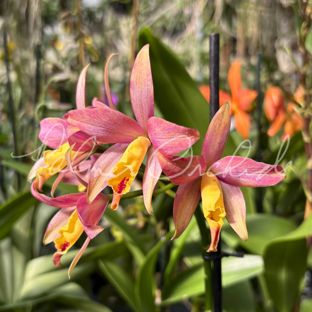 Ctt. Candy Corn — Palmer Orchids